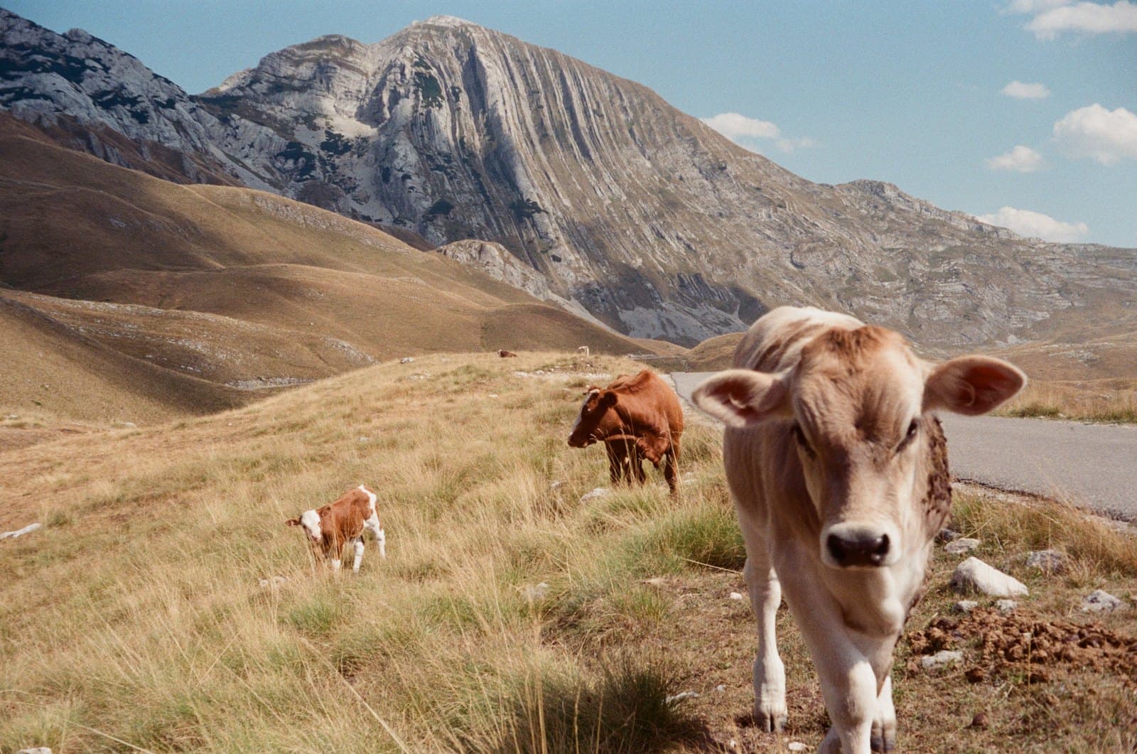 mucca