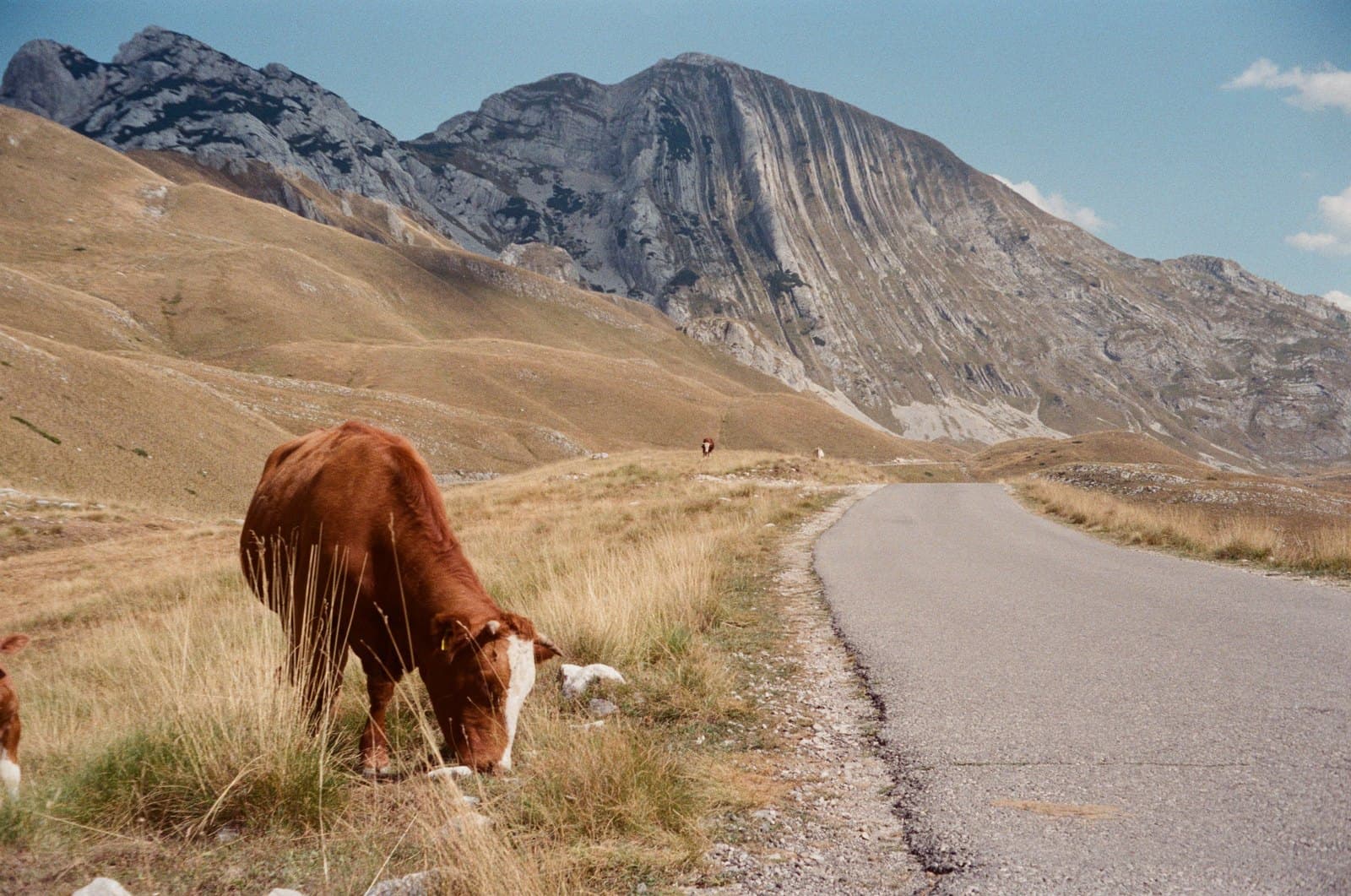 mucca